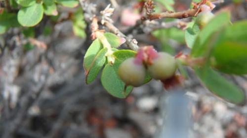 Blueberries