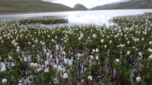 Bog bean and scenic view