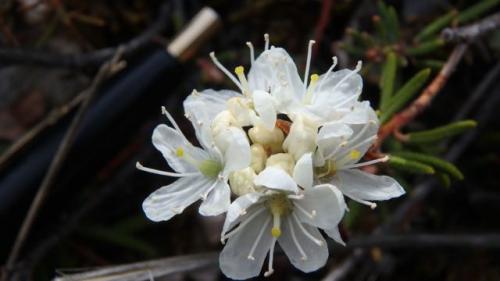 Labrador tea