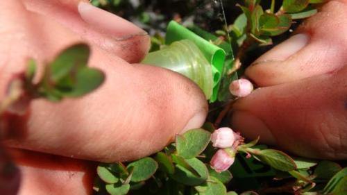 Hand-pollinating