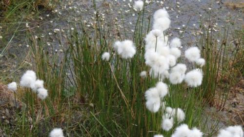 Cotton grass