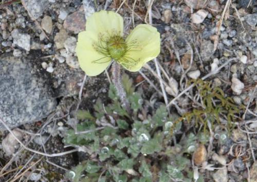 Arctic poppy