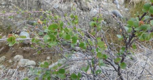 Dwarf birch