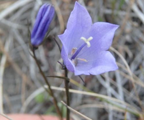 Harebell