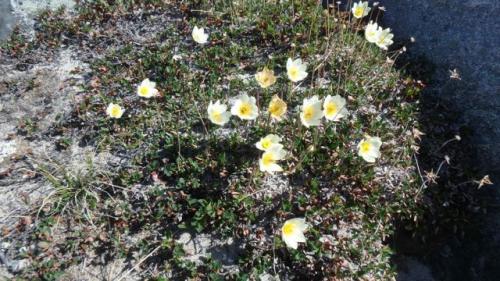 Dryas integrifolia