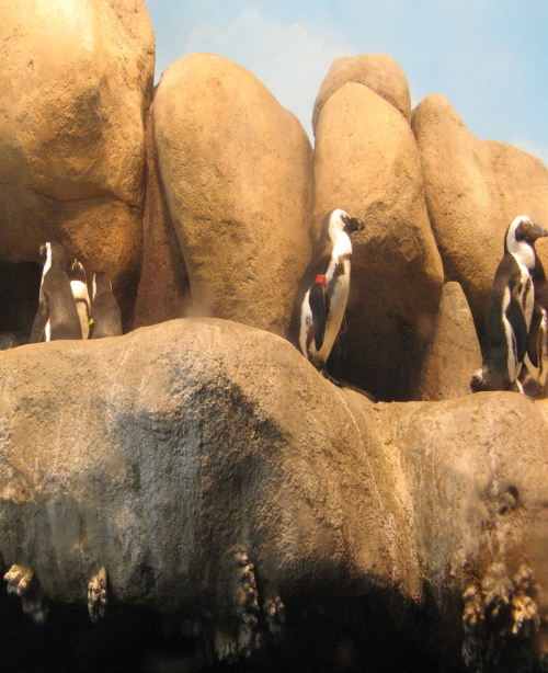 Penguins in San Francisco?