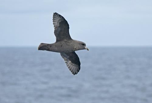 Dark-morph Northern Fulmar