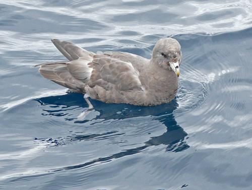 Northern Fulmar On Water