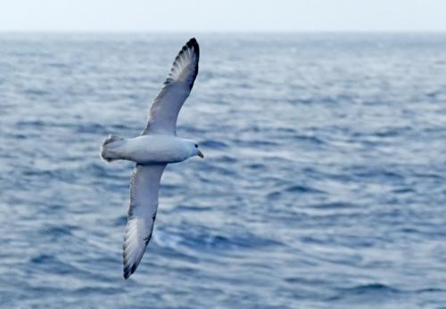 Soaring Northern Fulmar