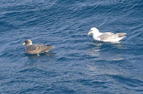 Light &amp; Dark-morph Northern Fulmars