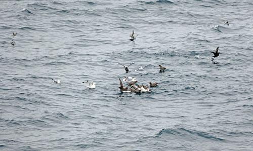 Seabirds in the Bering Sea