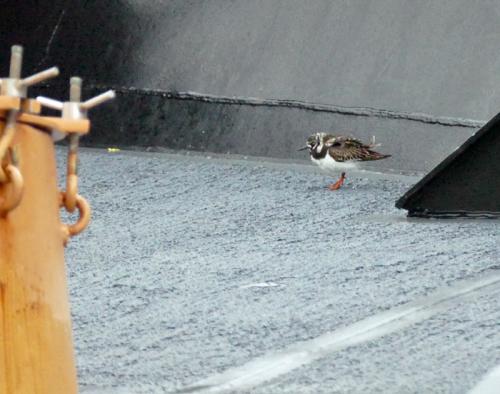 Ruddy Turnstone on Bow of Healy