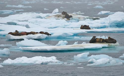 Walruses on Ice Floes, North Chukchi Sea