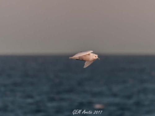 Ivory gull 1