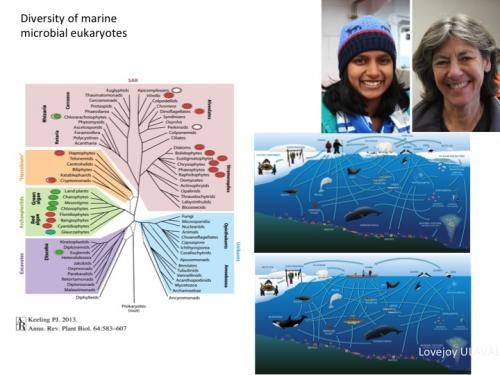 Microbial Overview