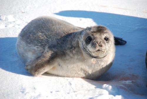 Weddell Seal pup