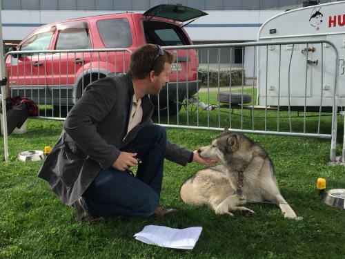 Sled dogs in Christchurch