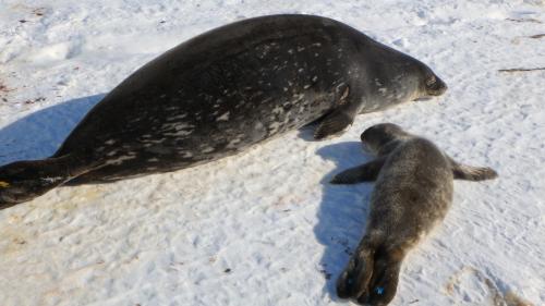 Weddell seal mother and pup