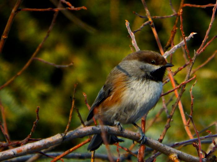 Boreal Chickadee (Poecile hudsonicus)