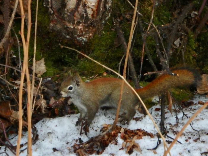 American Red Squirrel (Tamiasciurus hudsonicus)