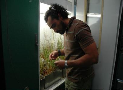 Paulo Olivas looking at Arctic Sedges