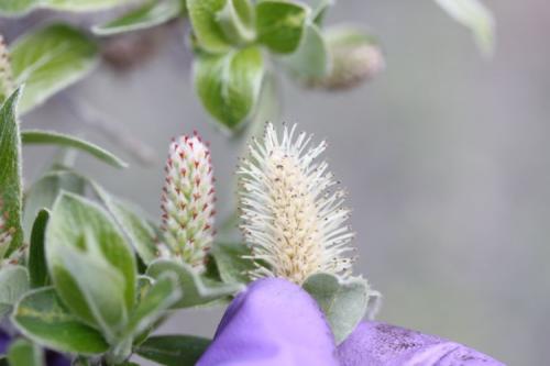 A male and female catkin off of a Salix/willow bush