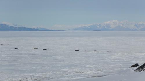 Seals in McMurdo Sound