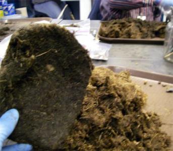 Examining a Peat Sample in the Lab