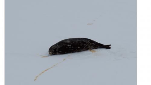 A seal