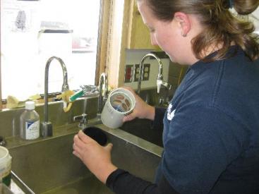 Rinsing the cups