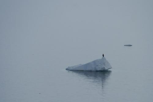 A lone Adelie seal seems unimpressed with our ship.I know it is not a mammal!