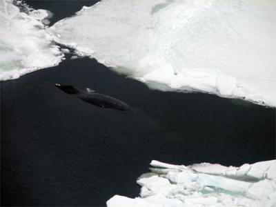 Sleeping Bowhead Whale