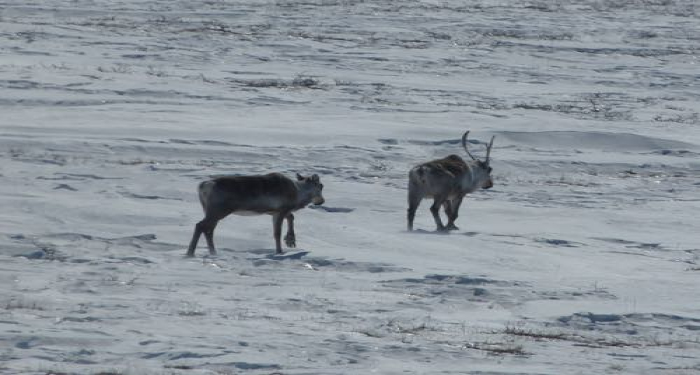 Caribou