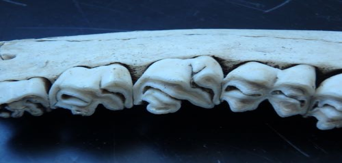 Caribou teeth