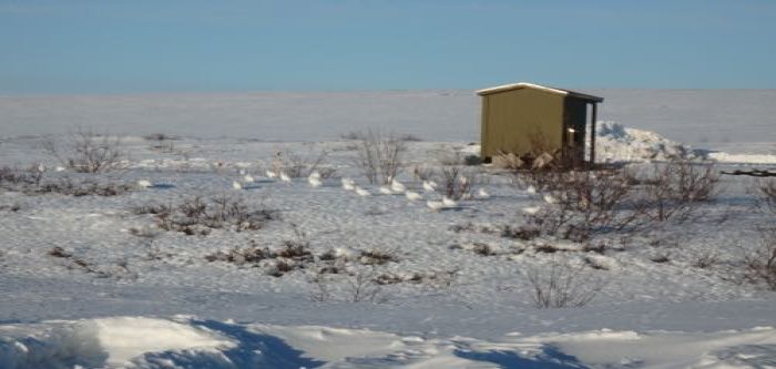 Ptarmigan