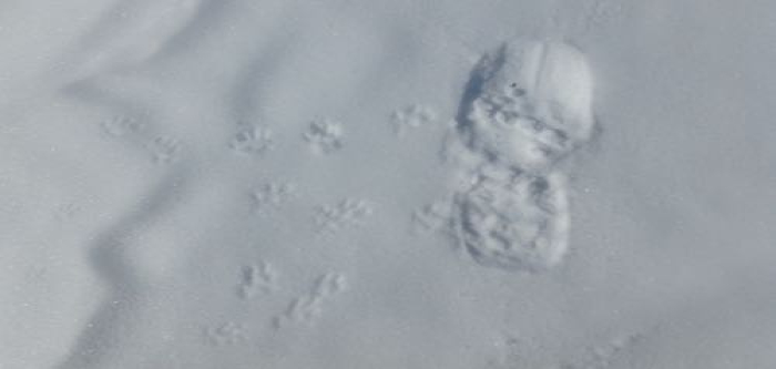 Squirrel tracks