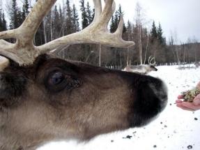 Feeding a female reindeer.  Her eyes big  as she slowly approaches the hand  offering a tasty morsel