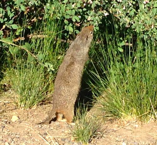 Unita Ground Squirrel