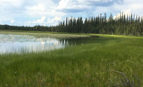 Tetlin Wildlife Refuge