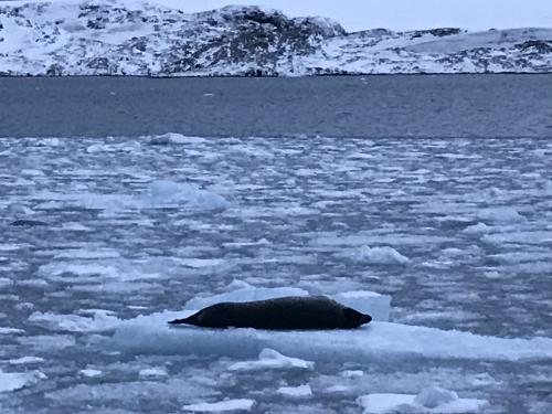 Leopard seal