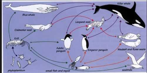 Food Web