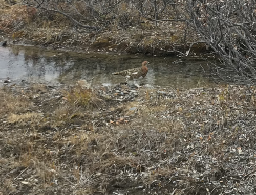 Ptarmigan 