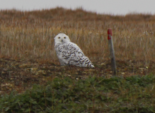 Female snowy owl