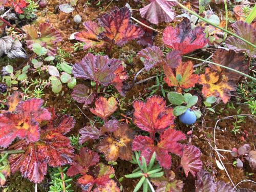 Tundra blueberries