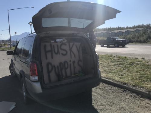 Van of husky puppies