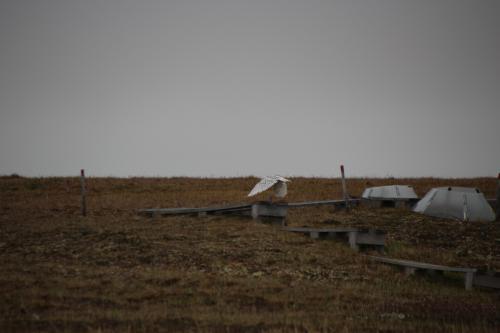 Female snowy owl flying