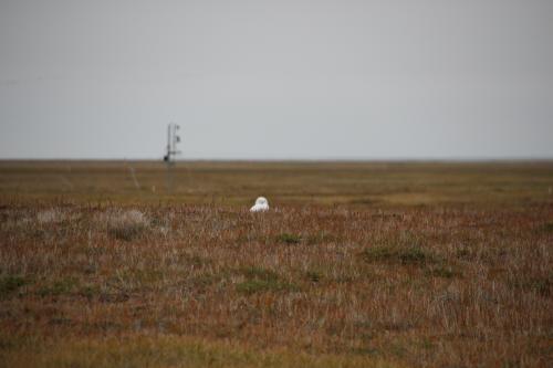 Far-away snowy owl