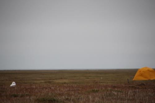 Pensive snowy owl with tent