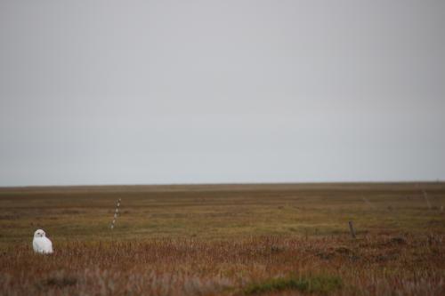 Pensive snowy owl