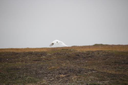 Snowy owl flying